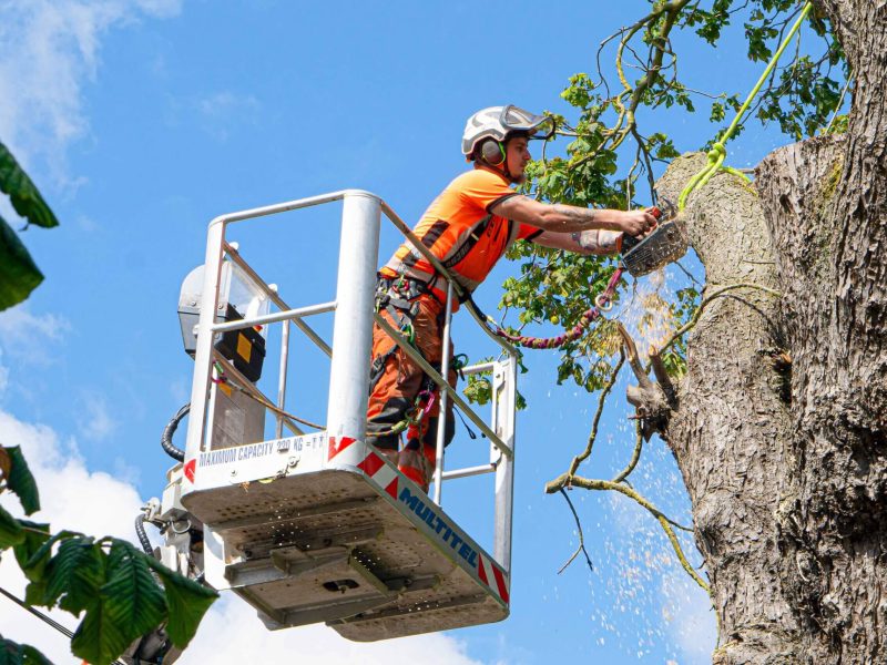 tree-surgeon-in-lift-cutting-tree